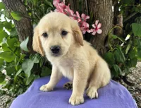 Carli, a female Golden Retriever for sale in Harlan, IN – 2 of 4