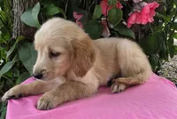 Darla, a female Golden Retriever for sale in Harlan, IN – 3 of 4