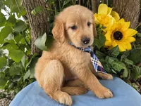 Bryson, a male Golden Retriever for sale in Harlan, IN – 4 of 5