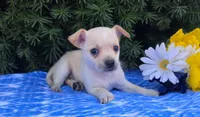 Frisky, a male Chihuahua for sale in Harlan, IN – 4 of 4