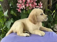 Carli, a female Golden Retriever for sale in Harlan, IN – 3 of 4