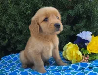 Mack , a male Golden Retriever for sale in Harlan, IN – 4 of 4