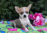 Lilly, a female Chihuahua for sale in Harlan, IN – 2 of 4