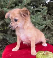 Tanner, a male Chihuahua for sale in Harlan, IN – Photo 1 of 3