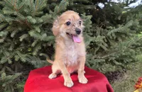 Tanner, a male Chihuahua for sale in Harlan, IN – Photo 3 of 3