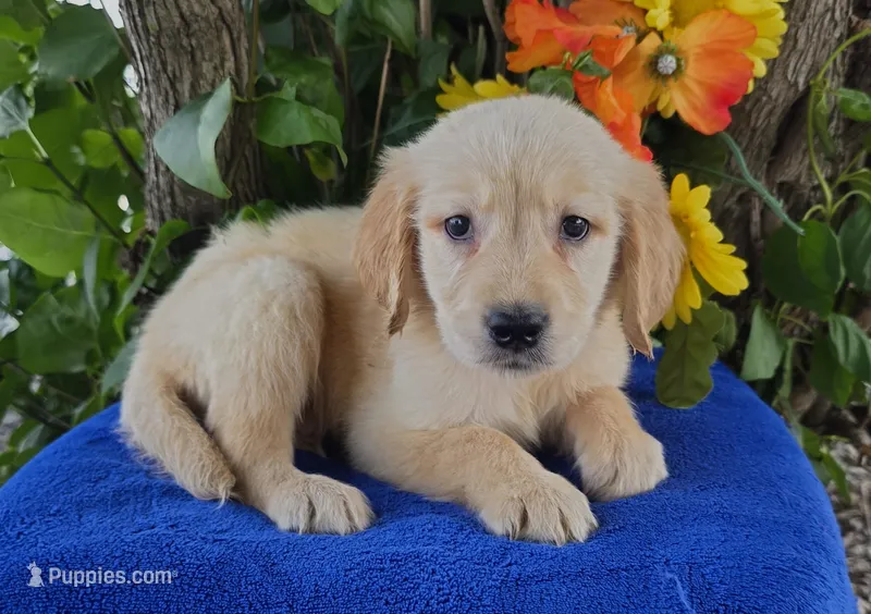 Marlin  – Golden Retriever puppy for sale in Harlan, IN