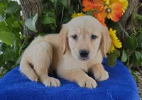 Marlin , a male Golden Retriever for sale in Harlan, IN – 1 of 4