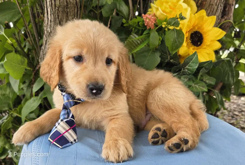 Bryson – Golden Retriever puppy for sale in Harlan, IN