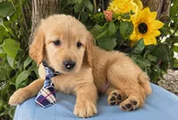Bryson, a male Golden Retriever for sale in Harlan, IN – 1 of 5