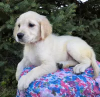 Bella, a female Golden Retriever for sale in Harlan, IN – Photo 4 of 4
