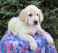 Bella, a female Golden Retriever for sale in Harlan, IN – Photo 2 of 4