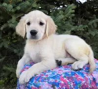 Bella, a female Golden Retriever for sale in Harlan, IN – Photo 1 of 4