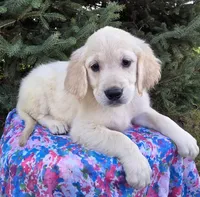 Bella, a female Golden Retriever for sale in Harlan, IN – Photo 3 of 4