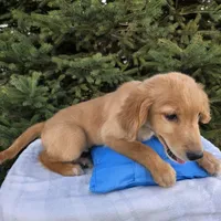 Clifford , a male Golden Retriever for sale in Harlan, IN – Photo 4 of 4