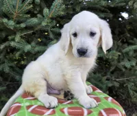 Tommy, a male Golden Retriever for sale in Harlan, IN – Photo 2 of 4