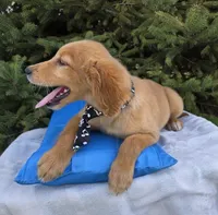 Clifford , a male Golden Retriever for sale in Harlan, IN – Photo 2 of 4