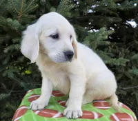 Tommy, a male Golden Retriever for sale in Harlan, IN – Photo 3 of 4