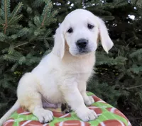 Tommy, a male Golden Retriever for sale in Harlan, IN – Photo 1 of 4