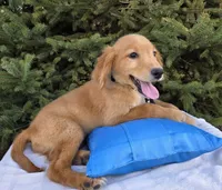 Clifford , a male Golden Retriever for sale in Harlan, IN – Photo 3 of 4