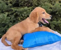 Clifford , a male Golden Retriever for sale in Harlan, IN – Photo 1 of 4