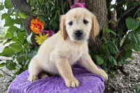 Ava, a female Golden Retriever for sale in Harlan, IN – 3 of 4