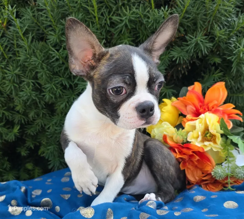 Jackson  – Boston Terrier puppy for sale in Harlan, IN