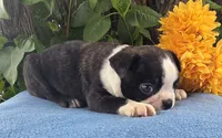 Carson, a male Boston Terrier for sale in Harlan, IN – 2 of 4