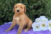 Lacy , a female Golden Retriever for sale in Harlan, IN – 1 of 4