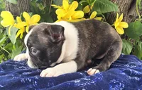 Jackson , a male Boston Terrier for sale in Harlan, IN – 3 of 4