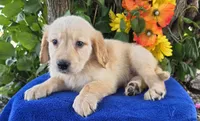 Marlin , a male Golden Retriever for sale in Harlan, IN – 3 of 4