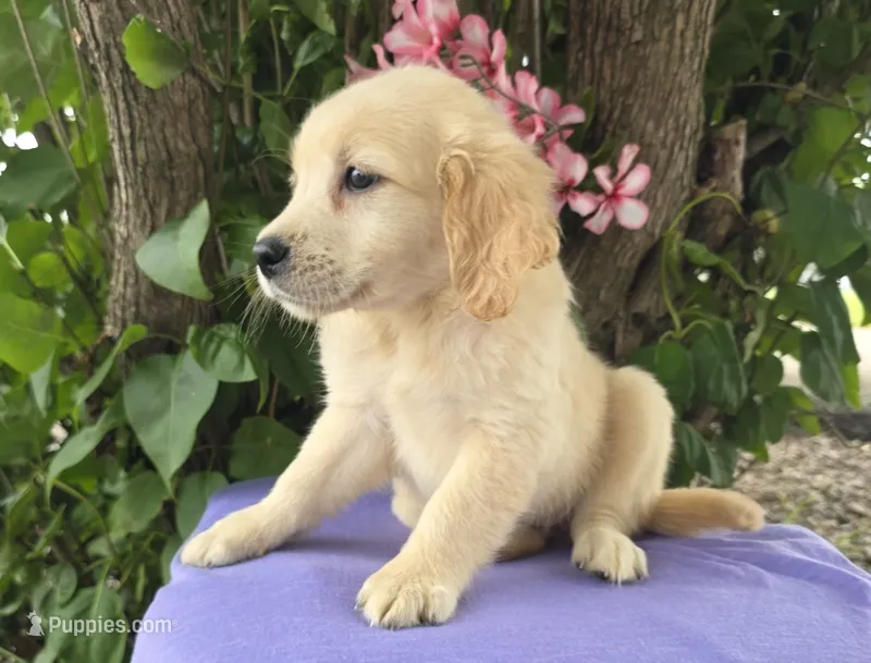 Carli – Golden Retriever puppy for sale in Harlan, IN