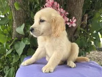 Carli, a female Golden Retriever for sale in Harlan, IN – 1 of 4