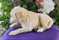 Gracelyn , a female Golden Retriever for sale in Harlan, IN – 2 of 4