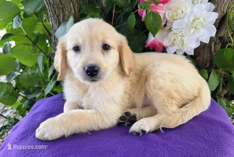 Gracelyn  – Golden Retriever puppy for sale in Harlan, IN
