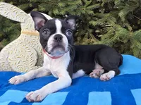 George , a male Boston Terrier for sale in Harlan, IN – Photo 3 of 4