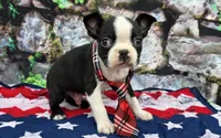 Elvis, a male Boston Terrier for sale in Harlan, IN – Photo 2 of 4