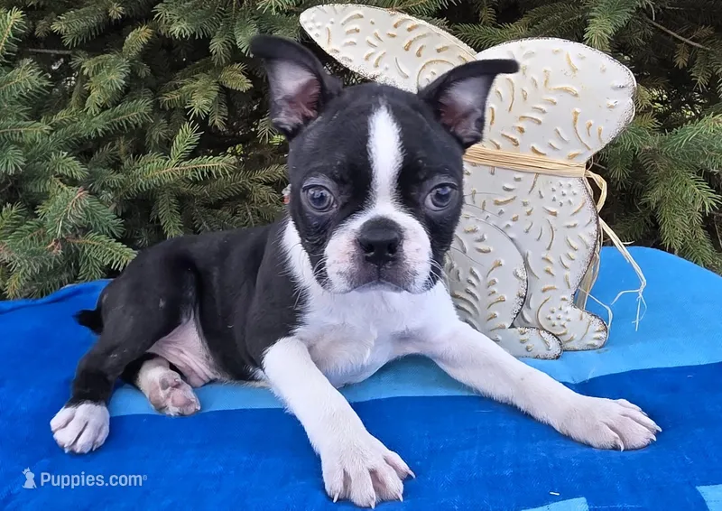 George , a male Boston Terrier for sale in Harlan, IN – Photo 1 of 4