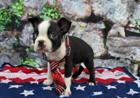 Elvis, a male Boston Terrier for sale in Harlan, IN – Photo 4 of 4