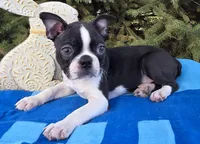 George , a male Boston Terrier for sale in Harlan, IN – Photo 2 of 4