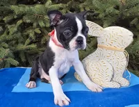 George , a male Boston Terrier for sale in Harlan, IN – Photo 4 of 4