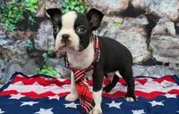 Elvis, a male Boston Terrier for sale in Harlan, IN – Photo 1 of 4
