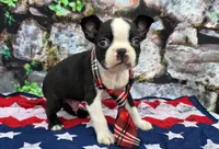 Elvis, a male Boston Terrier for sale in Harlan, IN – Photo 3 of 4