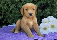 Lacy , a female Golden Retriever for sale in Harlan, IN – 2 of 4