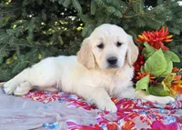 Francine , a female Golden Retriever for sale in Harlan, IN – 3 of 4