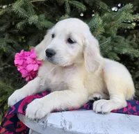Libby, a female Golden Retriever for sale in Harlan, IN – Photo 4 of 4