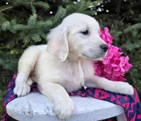 Libby, a female Golden Retriever for sale in Harlan, IN – Photo 2 of 4