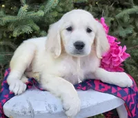 Libby, a female Golden Retriever for sale in Harlan, IN – Photo 3 of 4