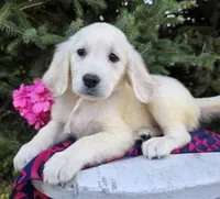 Libby, a female Golden Retriever for sale in Harlan, IN – Photo 1 of 4