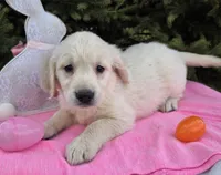 Morgan , a female Golden Retriever for sale in Harlan, IN – Photo 3 of 4