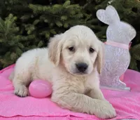 Morgan , a female Golden Retriever for sale in Harlan, IN – Photo 2 of 4